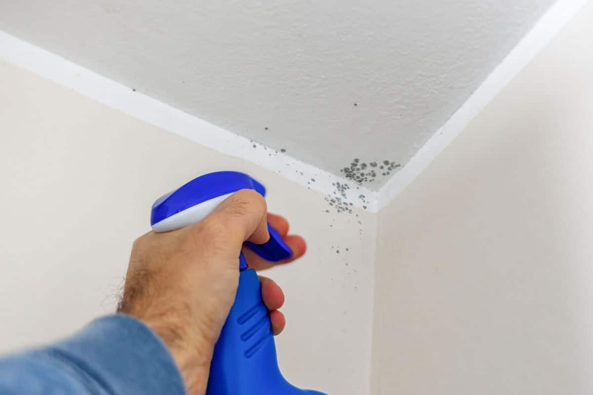 Spray di vernice antimuffa applicato su muro con muffa in angolo.