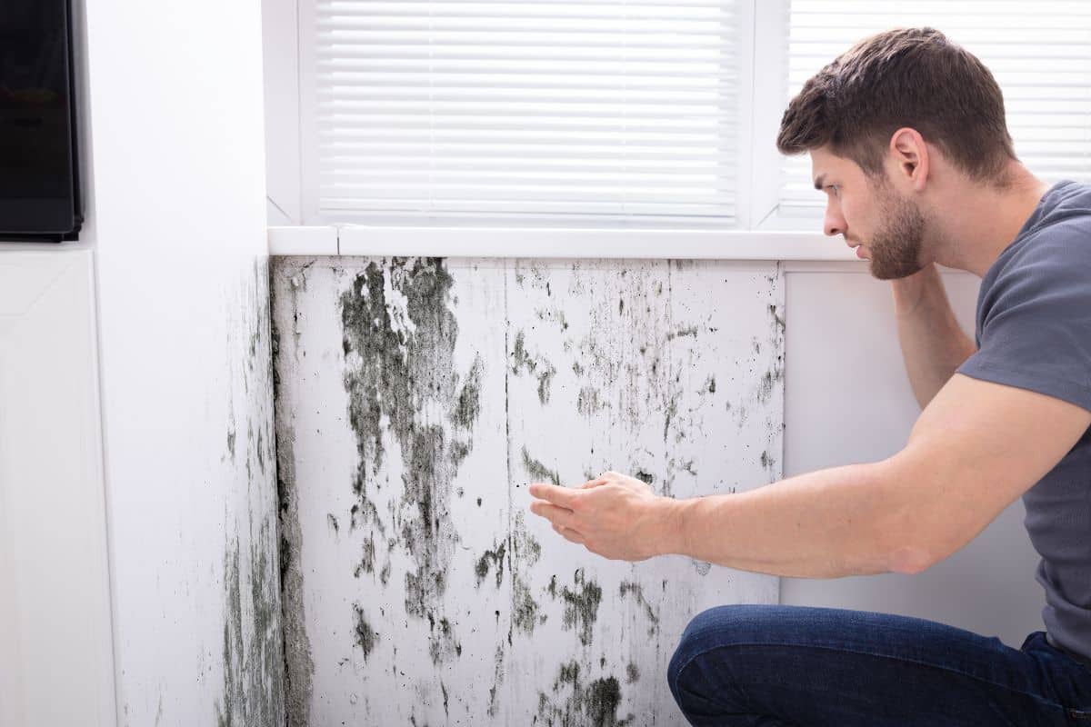 nonostante la pittura antimuffa ragazzo scopre che si è ripresentata